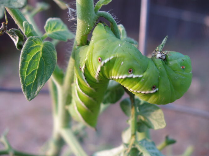 Repel Tomato Hornworm With Borage
